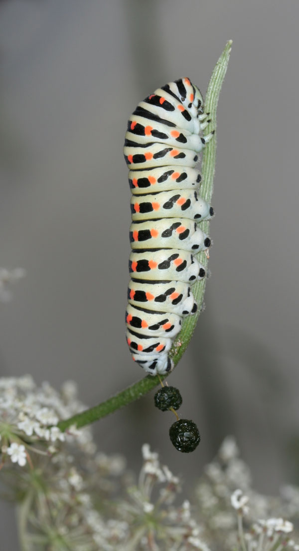 Quando scappa scappa....Papilio machaon